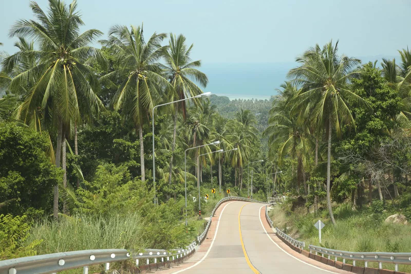 A winding road through coconut palms and rainforest with the sea in the distance