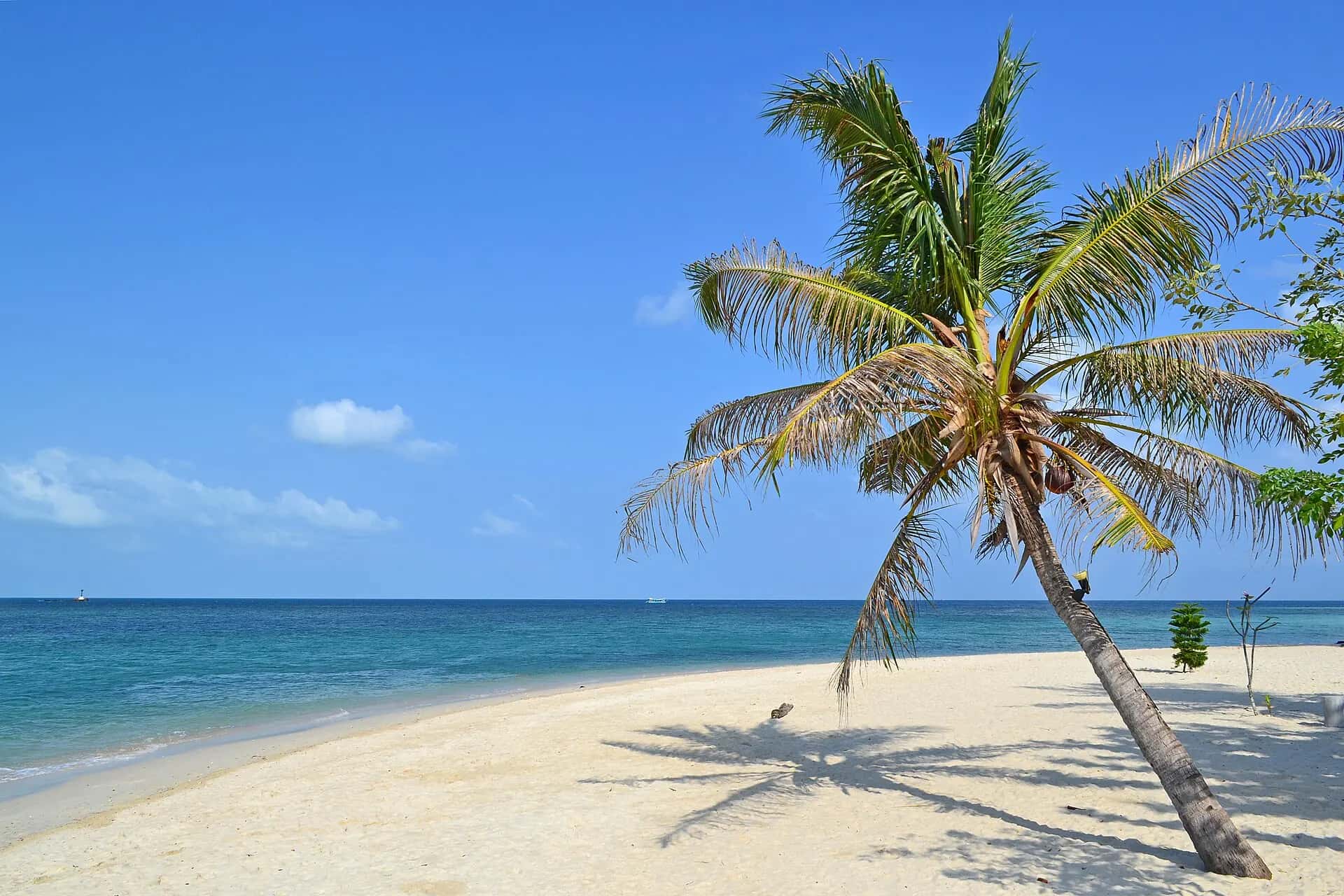 A leaning palm tree casting its shadow on the white sand of Sri Thanu beach